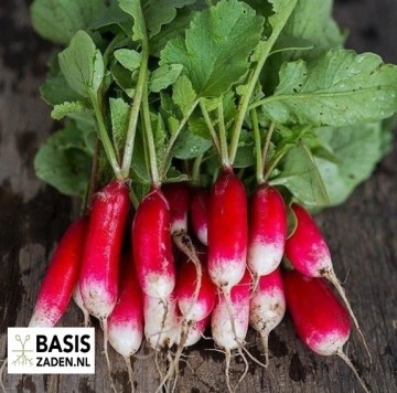 Radijs French Breakfast Raphanus sativus | Basiszaden.nl