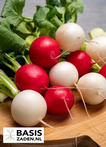 Radijs kleurenmix Raphanus sativus | Basiszaden.nl