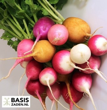Radijs kleurenmix Raphanus sativus | Basiszaden.nl