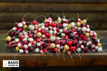 Radijs kleurenmix Raphanus sativus | Basiszaden.nl
