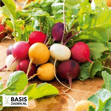 Radijs kleurenmix Raphanus sativus | Basiszaden.nl