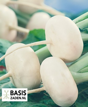 Meirapen Platte Witte Brassica rapa | Basiszaden.nl