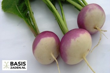 Raap Ronde Witte Roodkop (Nancy) Brassica rapa | Basiszaden.nl