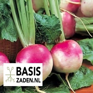 Raap Ronde Witte Roodkop (Nancy) Brassica rapa | Basiszaden.nl