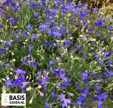 Ridderspoor Blue Butterfly Delphinium grandiflorum | Basiszaden.nl