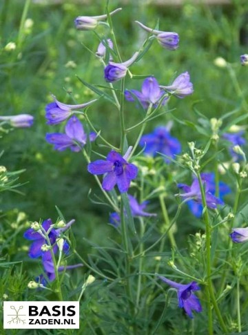 Ridderspoor Blue Butterfly Delphinium grandiflorum | Basiszaden.nl