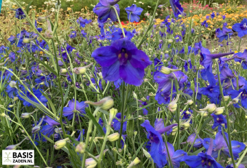 Ridderspoor Blue Butterfly Delphinium grandiflorum | Basiszaden.nl
