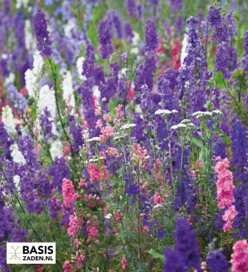 Ridderspoor Giant Imperial mix Delphinium consolida | Basiszaden.nl