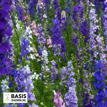 Ridderspoor Giant Imperial mix Delphinium consolida | Basiszaden.nl
