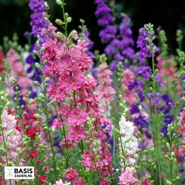 Ridderspoor Giant Imperial mix Delphinium consolida | Basiszaden.nl