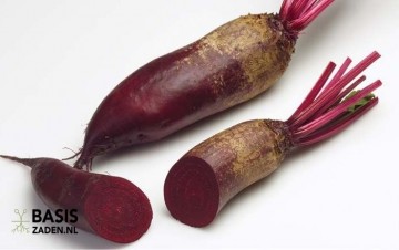 Rode biet Cylindra Beta vulgaris | Basiszaden.nl