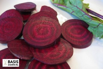 Rode biet Cylindra Beta vulgaris | Basiszaden.nl