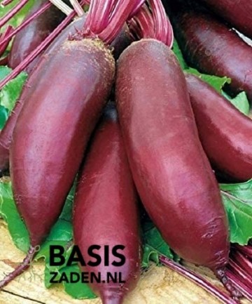 Rode biet Cylindra Beta vulgaris | Basiszaden.nl