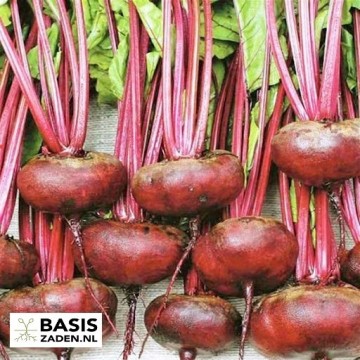 Rode biet Egyptische Platronde Beta vulgaris | Basiszaden.nl