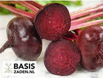Rode biet Egyptische Platronde Beta vulgaris | Basiszaden.nl