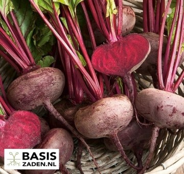 Rode biet Egyptische Platronde Beta vulgaris | Basiszaden.nl
