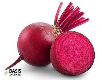 Rode biet Kogel 2 Beta vulgaris | Basiszaden.nl