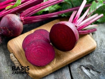 Rode biet Kogel 2 Beta vulgaris | Basiszaden.nl