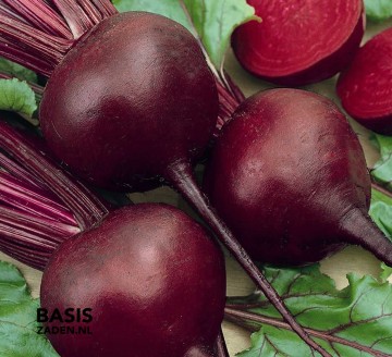 Rode biet Kogel 2 Beta vulgaris | Basiszaden.nl