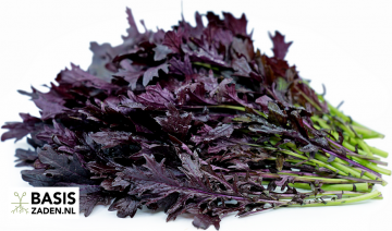 Mizuna Red Frills Brassica japonica | Basiszaden.nl