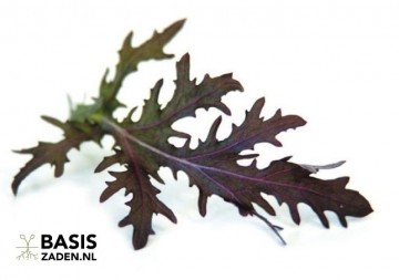 Mizuna Red Frills Brassica japonica | Basiszaden.nl
