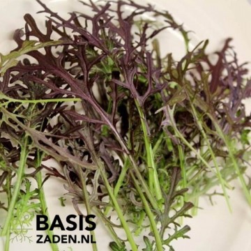 Mizuna Red Frills Brassica japonica | Basiszaden.nl