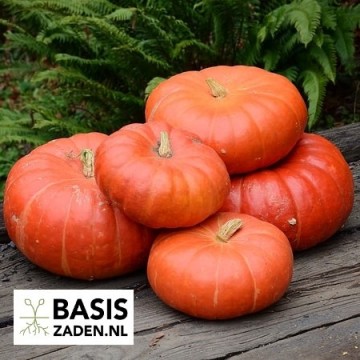 Pompoen Rode van Etampes Cucurbita maxima | Basiszaden.nl
