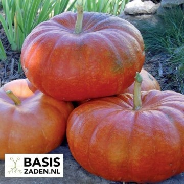 Pompoen Rode van Etampes Cucurbita maxima | Basiszaden.nl