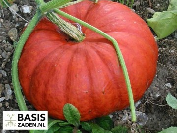 Pompoen Rode van Etampes Cucurbita maxima | Basiszaden.nl