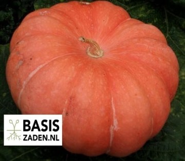 Pompoen Rode van Etampes Cucurbita maxima | Basiszaden.nl