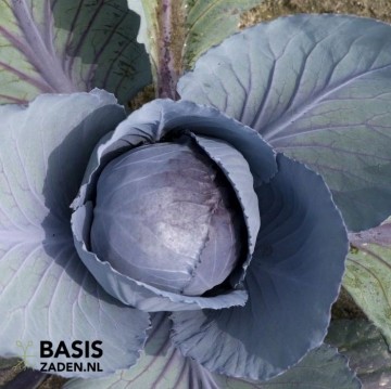 Rode kool Langedijker Bewaar 2 Brassica oleracea | Basiszaden.nl
