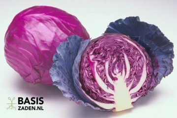 Rode kool Langedijker Bewaar 2 Brassica oleracea | Basiszaden.nl