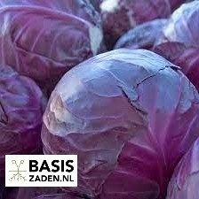 Rode kool Langedijker Bewaar 2 Brassica oleracea | Basiszaden.nl