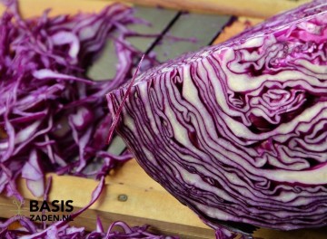 Rode kool Roodkop Brassica oleracea | Basiszaden.nl
