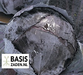 Rode kool Roodkop Brassica oleracea | Basiszaden.nl