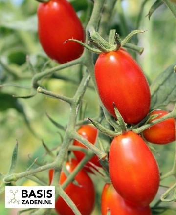 Roma-tomaat Solanum lycopersicum Roma | Basiszaden.nl