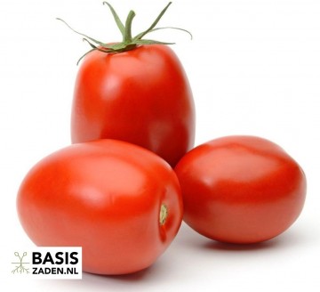 Roma-tomaat Solanum lycopersicum Roma | Basiszaden.nl