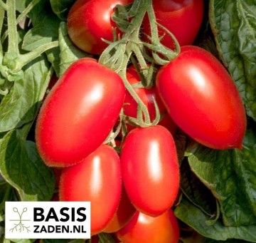 Roma-tomaat Solanum lycopersicum Roma | Basiszaden.nl