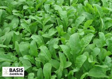 Rucola Eruca sativa | Basiszaden.nl