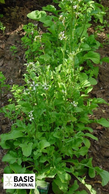 Rucola Eruca sativa | Basiszaden.nl