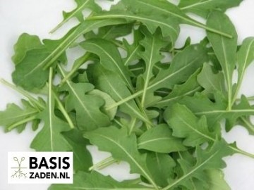 Rucola Eruca sativa | Basiszaden.nl