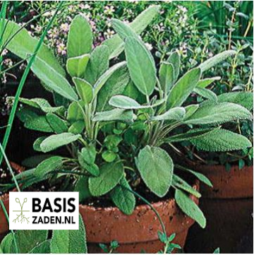 Salie Salvia officinalis | Basiszaden.nl