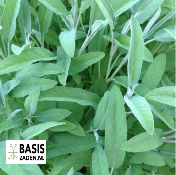 Salie Salvia officinalis | Basiszaden.nl