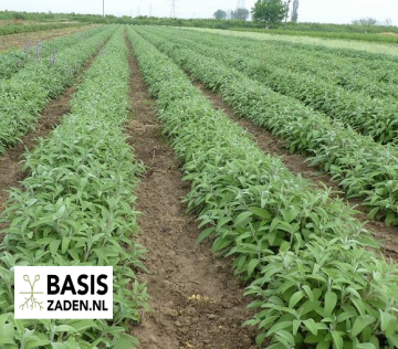 Salie Salvia officinalis | Basiszaden.nl