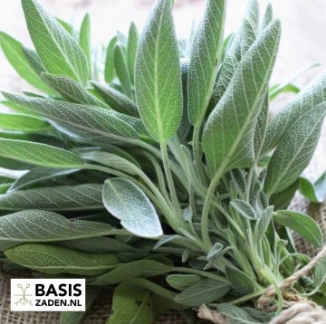 Salie Salvia officinalis | Basiszaden.nl