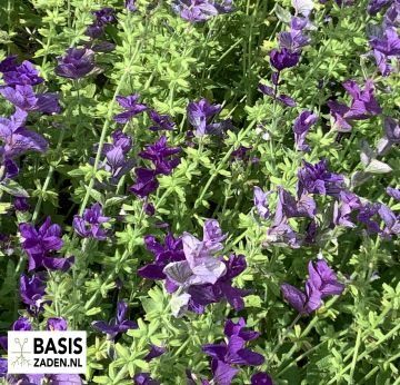 Salie Blue Monday Salvia horminum | Basiszaden.nl