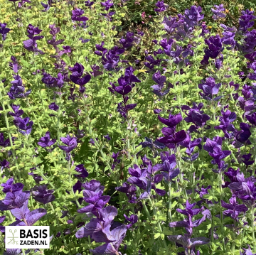 Salie Blue Monday Salvia horminum | Basiszaden.nl