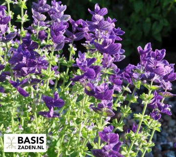 Salie Blue Monday Salvia horminum | Basiszaden.nl