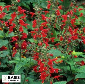 Salie Texas Sage Salvia coccinea | Basiszaden.nl