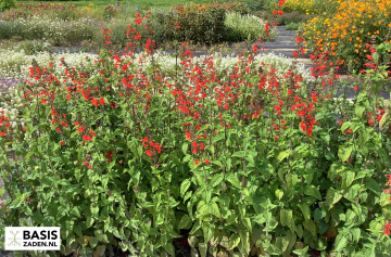 Salie Texas Sage Salvia coccinea | Basiszaden.nl